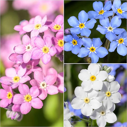 Seed Needs Forget Me Not Seeds Variety Pack of 3 Flowers for Planting