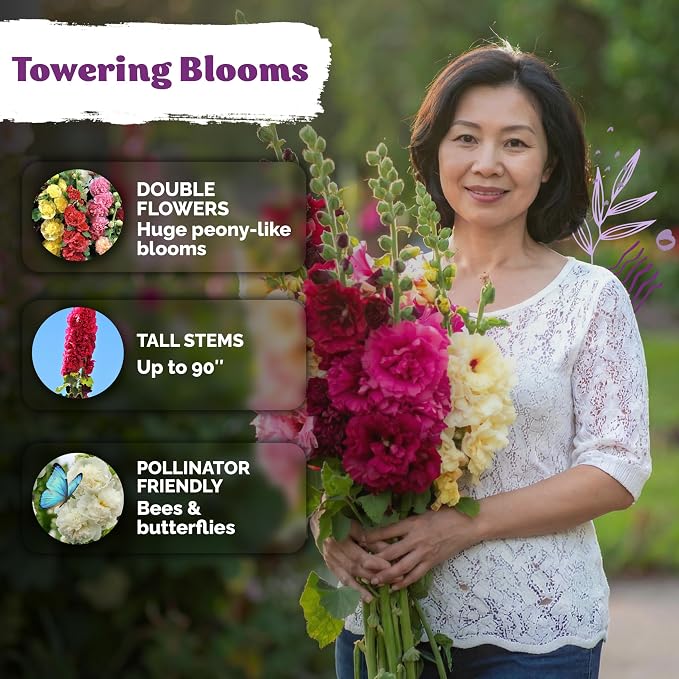 KVITER 150 Chaters Hollyhock Seeds for Planting (Alcea rosea) - Heirloom | Tall Blooms | Pollinator Magnet - Double Hollyhocks Flower Seeds to Plant Outside in Garden, Cottage Borders, Containers