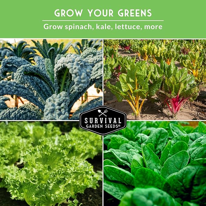 Leafy Greens Seeds Variety Pack – 5 Heirlooms: Viroflay Spinach, Arugula, Lacinato Kale, Salad Bowl Lettuce & Rainbow Swiss Chard – Cool Season Garden Collection - Survival Garden Seeds