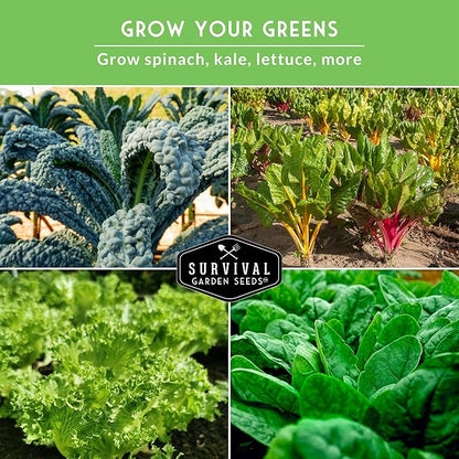 Leafy Greens Seeds Variety Pack – 5 Heirlooms: Viroflay Spinach, Arugula, Lacinato Kale, Salad Bowl Lettuce & Rainbow Swiss Chard – Cool Season Garden Collection - Survival Garden Seeds