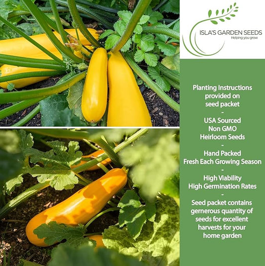 Early Prolific Straightneck Squash Seeds – 50+ Non-GMO & Heirloom Vegetable Seeds, Cucurbita Pepo, Fast Growing Yellow Summer Squash, High Yield for Containers & Gardens, Gift Idea by Isla’s Garden