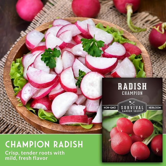 Champion Radish Seeds for Planting – Fast Growing Heirloom for Spring & Fall Gardens – Large Round Red Radishes, White Flesh – Heat & Cool Weather Hardy – Survival Garden Seeds (5 Packs)