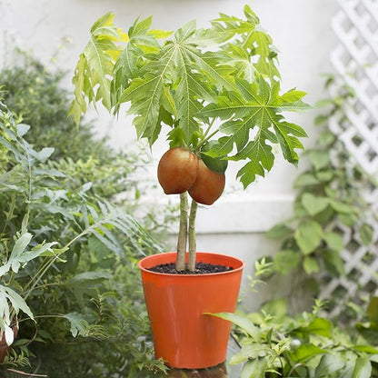 Gardenera Papaya Plant Potting Soil - All-Natural Blend for Thriving Papaya Plants - Boosts Root Health and Fruiting Potential - 10 Quart