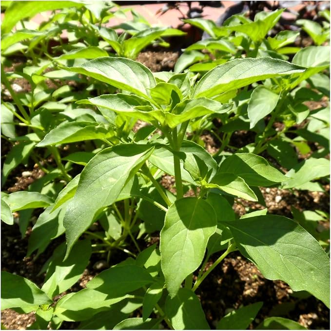 Seed Needs Basil Seeds Variety Pack of 8 Herbs for an Indoor Outdoor Garden