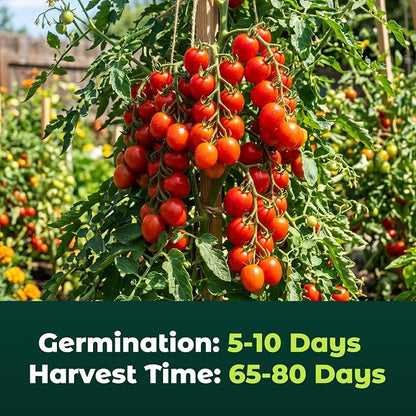 400 Heirloom Large Red Cherry Tomato Seeds for Planting – Sweet Bite-Sized Fruit, High Germination, Fast-Growing, Ideal for Home Garden & Container