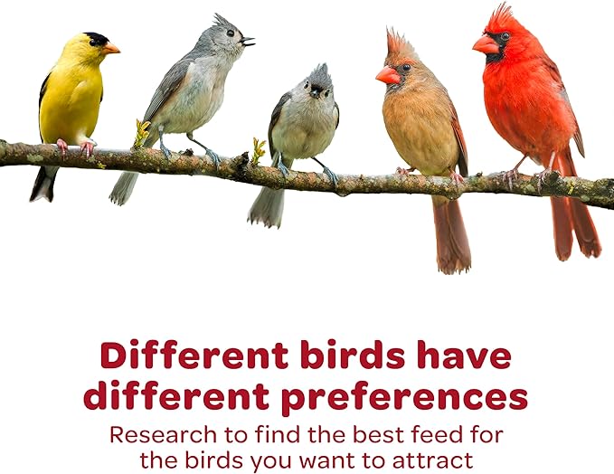 Kaytee Wild Bird Finch Food Blend,3 lb,(Pack of 2)