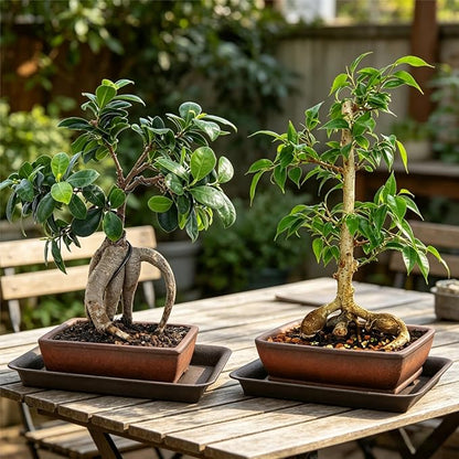 2 Pack Ceramic Bonsai Pots with Drainage Tray, 6" and 7" Unglazed Rectangle Bonsai Tree Planters, Bonsai Training Pots, Succulent Cactus Planter with Drainage Hole for Outdoor Indoor, Brown