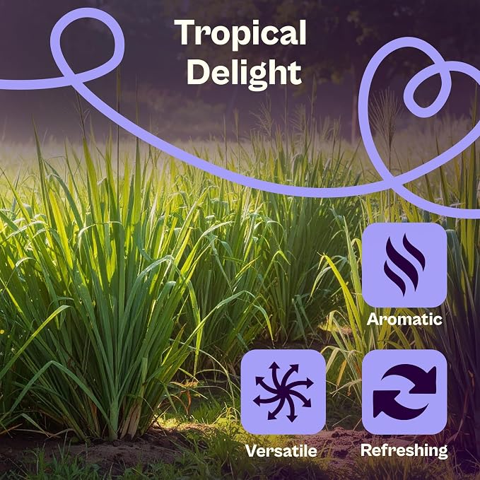 SVI 750 Lemongrass Seeds (Cymbopogon flexuosus) – West Indian Lemon Grass Seed Packets – Non GMO Heirloom Aromatic Culinary Herb Seeds for Containers, Outdoor & Indoor Herb Garden