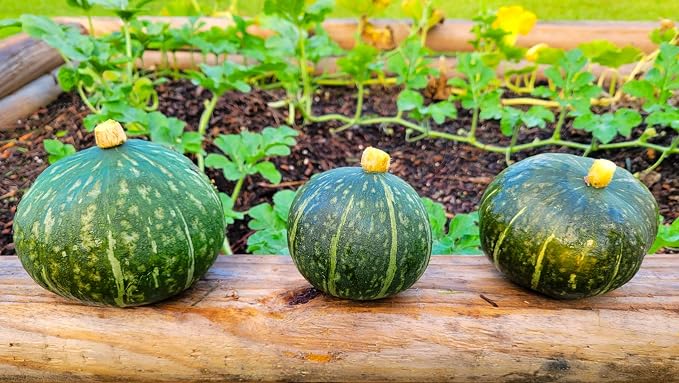 TomorrowSeeds - Kabocha Squash Seeds - 20+ Count - for 2026 Planting Japanese Pumpkin Green Hokkaido Ebisu Asian Tetsukabuto Buttercup Gourd Garden Vegetable Grow Your Own Home Farm Patio Healthy