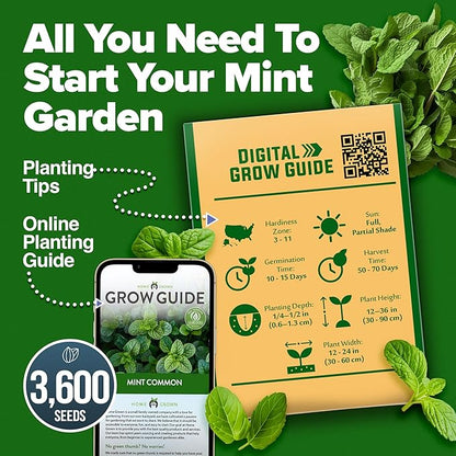 HOME GROWN Premium Common Mint Seeds (Bulk Pack) 3,600 Heirloom Herb Seeds, USA Sourced | Ideal for Planting Outdoors or Indoors for a Fresh Mint Tea Garden (Mentha spp)