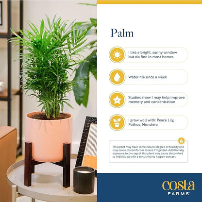 Costa Farms Parlor Palm Live Plant in Plastic Pot, Air Purifying Indoor Houseplant, Perfect for Home, Room, or Office Decor, Great House Warming or Birthday Gift, 14-18 Inches Tall