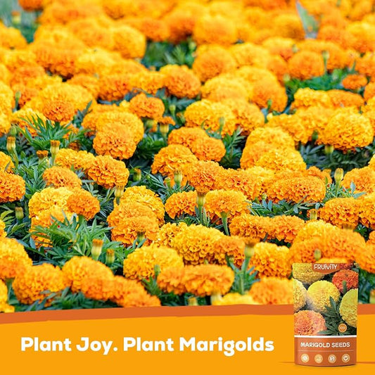 Tri-Color French Marigold Seeds for Planting – 4OZ 38,000+ Open-Pollinated Flower Seeds to Plant, High Germination Rate, Fast Blooming for Gardens, Containers & Companion Planting