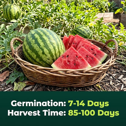40 Heirloom Crimson Sweet Watermelon Seeds for Planting – Large Sweet Melon, High Germination, Fast-Growing, Ideal for Home Garden & Field