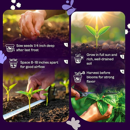 SVI 600 Dark Opal Basil Seeds (Ocimum basilicum) – Purple Sweet Basil Seed Packets –Non GMO Heirloom Herb Seeds, Aromatic Natural Herbs for Containers, Outdoor & Indoor Herb Garden