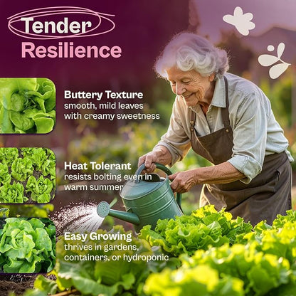 SVI 3000 Buttercrunch Lettuce Seeds (Lactuca Sativa) – Butter Lettuce Head Seed Packets Bulk – Heirloom Vegetable Seeds for Outdoor & Indoor Vegetable Garden, Containers