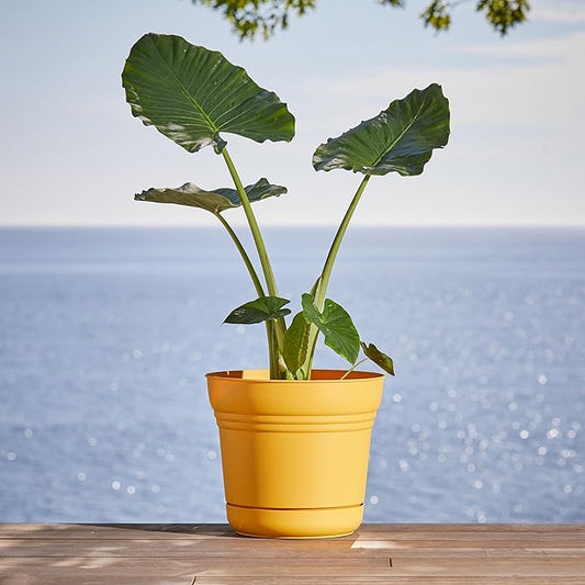 Bloem Saturn Round Planter with Saucer Tray: 12" - Earthy Yellow - Durable Plastic Pot, Matte Finish, Removable Saucer, for Indoor & Outdoor Use, Gardening, 3 Gallon Capacity