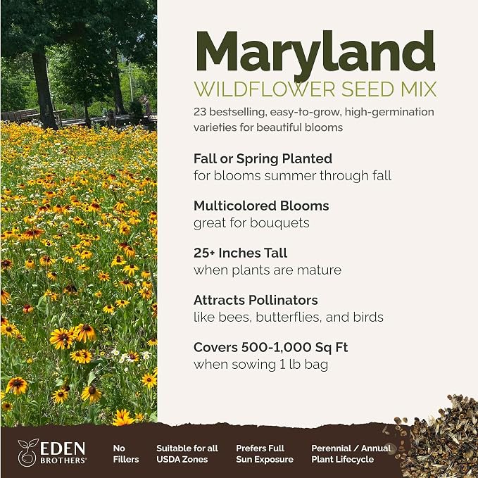Eden Brothers Maryland Wildflower Mixed Seeds for Planting, 1 lb, 480,000+ Seeds with Shasta Daisy, Cornflower | Attracts Pollinators, Plant in Spring or Fall, Zones