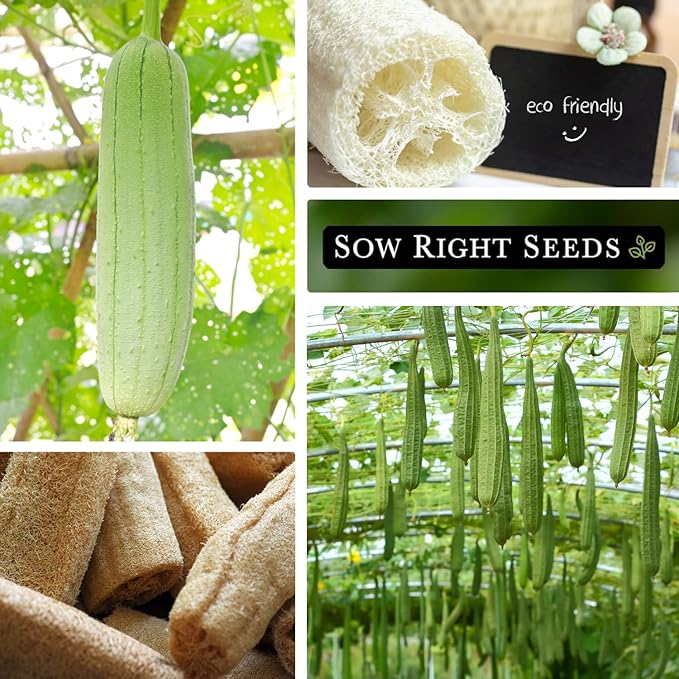 Sow Right Seeds - Luffa Gourd Seed for Planting - Non-GMO Heirloom Packet with Instructions to Plant a Home Vegetable Garden - Grow Your Own Loofah Sponge at Home - Show Off Unique Gourds (4)