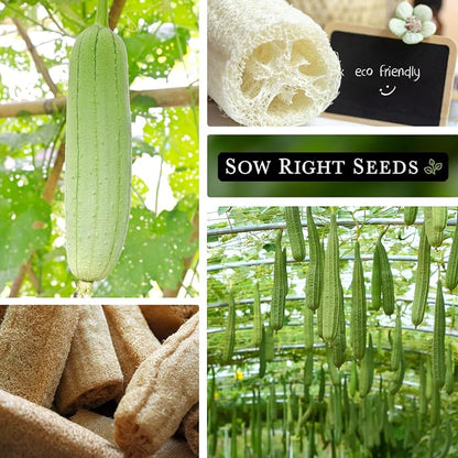 Sow Right Seeds - Luffa Gourd Seed for Planting - Non-GMO Heirloom Packet with Instructions to Plant a Home Vegetable Garden - Grow Your Own Loofah Sponge at Home - Show Off Unique Gourds (1)