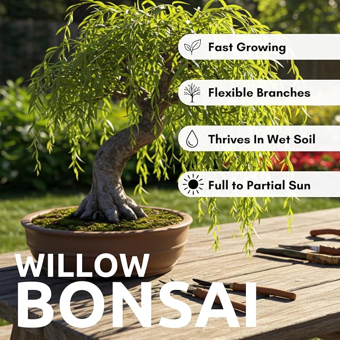 2 Miniature Weeping Willow Tree Cuttings to Grow - Stunning Weeping Branches are a Sight to See - Fast & Easy to Grow - Perfect for Indoor Pots or Outdoor Gardens, Unique Bonsai Gift for Gardeners
