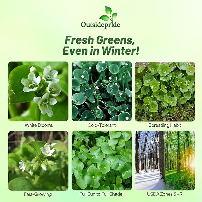 Outsidepride Winter Purslane Seeds for Planting - 5,000 Pcs Annual, Easy to Grow, Vitamin-Rich & Drought Tolerant Succulent Seeds for Culinary, Xeriscaping, Containers & Hanging Baskets (Pack of 2)
