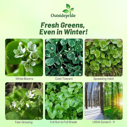 Outsidepride Winter Purslane Seeds for Planting - 5,000 Pcs Annual, Easy to Grow, Vitamin-Rich & Drought Tolerant Succulent Seeds for Culinary, Xeriscaping, Containers & Hanging Baskets (Pack of 2)