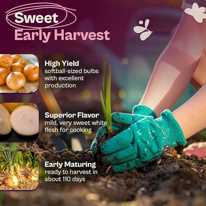 SVI 250 Texas Early Grano Onion Seeds (Allium cepa) - Short Day, Sweet & High Yield Variety - Heirloom Vegetable Seeds for Outdoors & Indoor Garden
