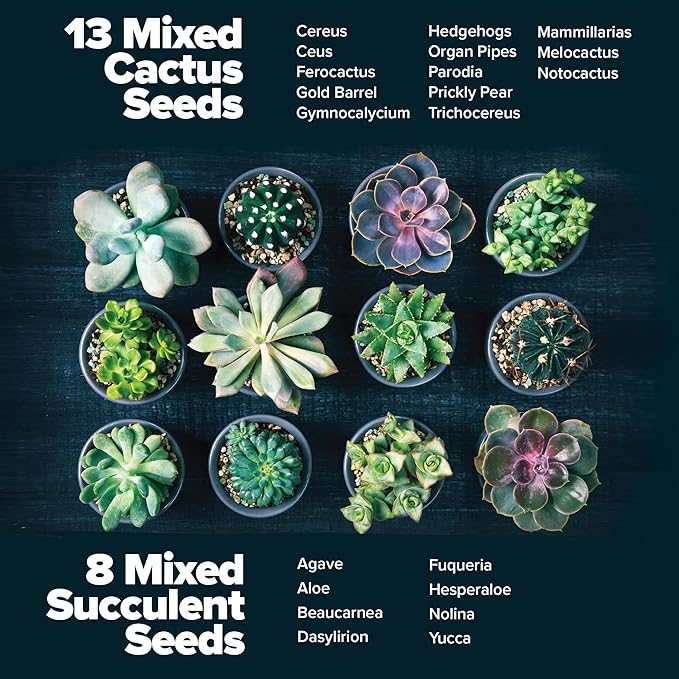 HOME GROWN Bonsai Tree Starter Kit – Unique Christmas Gift for Adults, Men, Women - Grow 4 Bonsais & HOME GROWN Succulent & Cactus Seed Kit for Planting