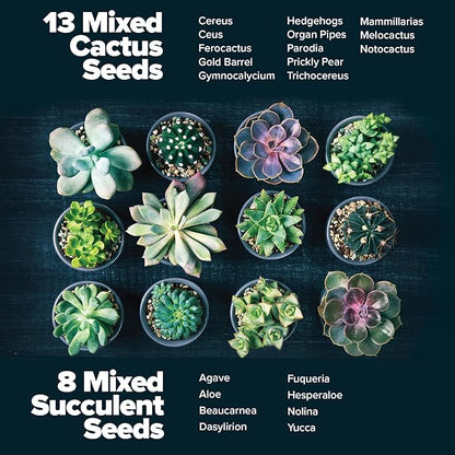 HOME GROWN Bonsai Tree Starter Kit – Unique Christmas Gift for Adults, Men, Women - Grow 4 Bonsais & HOME GROWN Succulent & Cactus Seed Kit for Planting