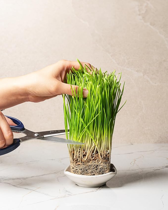 Organic Wheatgrass Seeds (16 oz) – Non-GMO, Heirloom Seeds for Sprouting and Microgreens