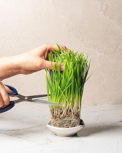 Organic Wheatgrass Seeds (16 oz) – Non-GMO, Heirloom Seeds for Sprouting and Microgreens