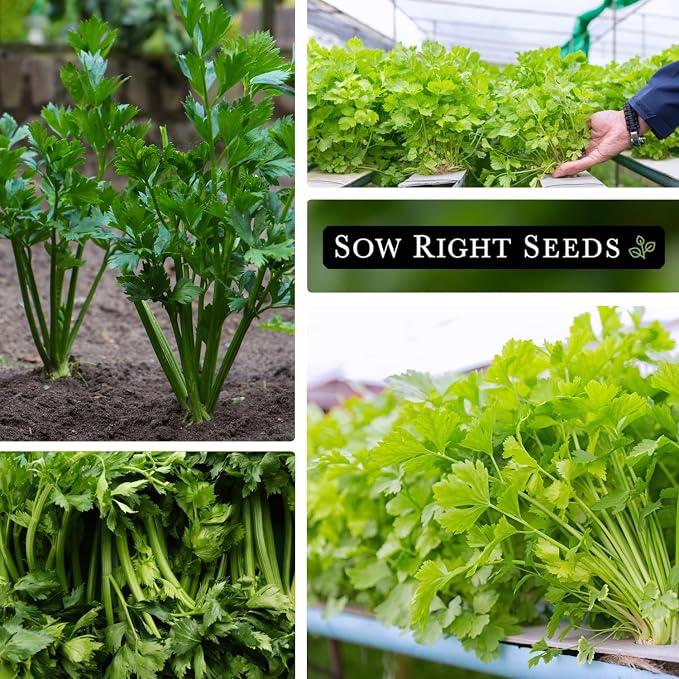 Sow Right Seeds - Chinese Celery Seeds for Planting - Non-GMO Heirloom Packet with Instructions to Plant and Grow a Home Vegetable Garden - Culinary and Compact Herb, Abundant Stalks (2)