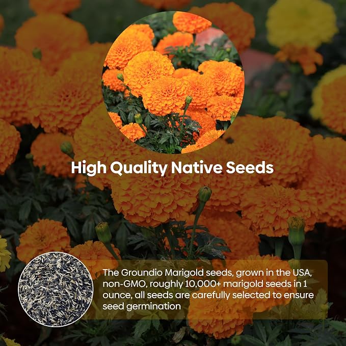 Groundio Marigold Seeds, 1 OZ Over 9500+ Seed, Cracker Jack in Mix Color for Planting Indoor & Outdoor, Attract Pollinators, Non-GMO | Heirloom | USDA Zone 2-11