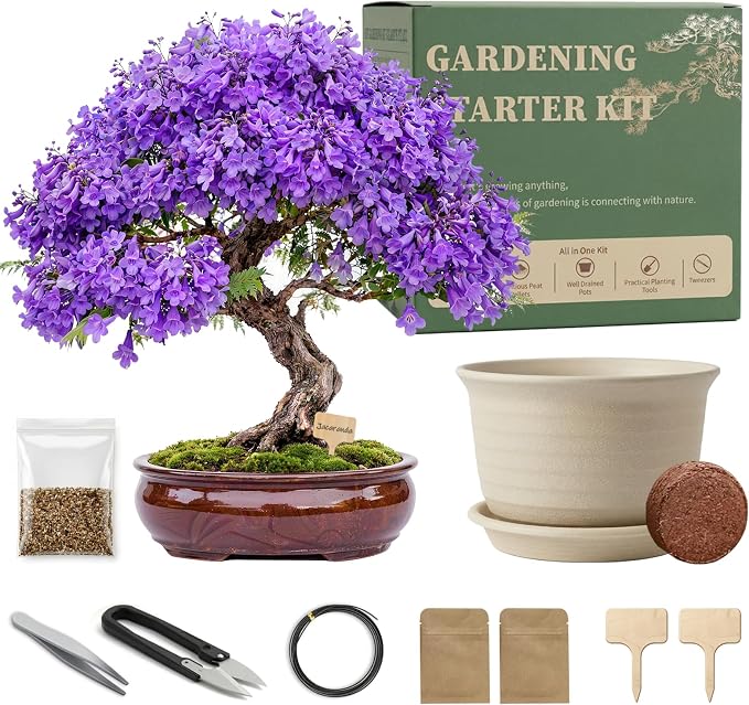 Bonsai Tree Starter Kit, Jacaranda Bonzai Kit, Indoor Bonsai Trees Plant Seeds with Drainage Design Pots, Gardening Gifts for Women, High-Value Plant Gifts