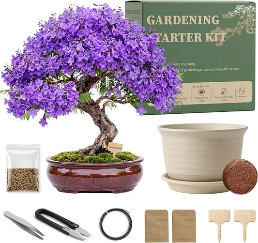 Bonsai Tree Starter Kit, Jacaranda Bonzai Kit, Indoor Bonsai Trees Plant Seeds with Drainage Design Pots, Gardening Gifts for Women, High-Value Plant Gifts