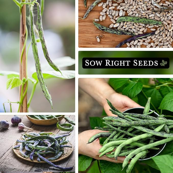 Sow Right Seeds - Rattlesnake Pole Bean Seeds for Planting - Non-GMO Heirloom Packet with Instructions to Plant an Outdoor Home Vegetable Garden - Stringless Variety - Tender with Purple Streaks (2)