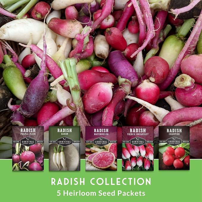 Radish Seeds Variety Pack – 5 Packets | Heirloom Non-GMO Radishes for Planting: Daikon, Watermelon, Purple Plum, French Breakfast & Champion – Survival Garden Seeds