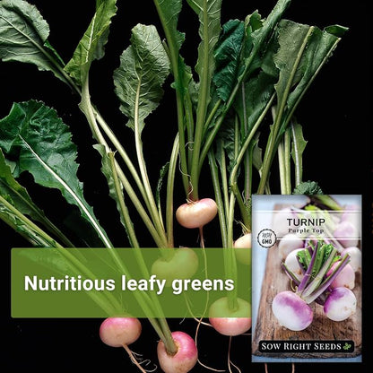 Sow Right Seeds - Purple Top White Globe Turnip Seeds for Planting - Non-GMO Heirloom Packet with Instructions to Plant a Home Vegetable Garden - Early Season, Cold Hardy - Classic Variety (2)