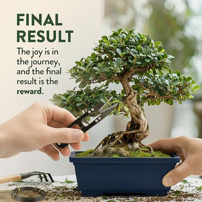 HOME GROWN Bonsai Tree Starter Kit – Unique Christmas Gift for Adults, Men, Women - Grow 4 Bonsais – DIY Crafts Hobby Gardening Kit for Plant Lovers, Mom, Dad - White Elephant Gifts for Adults