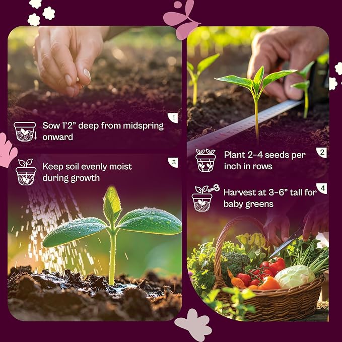 SVI 200 Fordhook Giant Chard Seeds (Beta Vulgaris) - Swiss Chard, White Stem Leafy Greens, Mild Flavor, Heirloom Seed in Seed Packets - Vegetable Seeds for Home Garden, Containers and Outdoor Beds