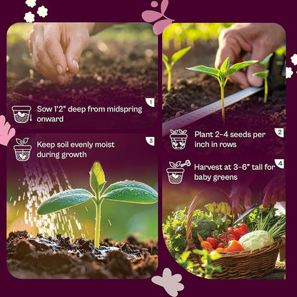 SVI 200 Fordhook Giant Chard Seeds (Beta Vulgaris) - Swiss Chard, White Stem Leafy Greens, Mild Flavor, Heirloom Seed in Seed Packets - Vegetable Seeds for Home Garden, Containers and Outdoor Beds