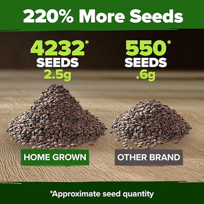 HOME GROWN Catnip Seeds (2 Pack) Heirloom Herb 4232 Seeds - Indoor or Outdoor Seed - High-Germination Cat Nip - Cat Safe Plants (Nepeta cataria)