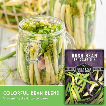 Tri Color Blend Bush Bean Seeds for Planting - Mix of Green, Yellow Wax, & Purple Beans with Stringless Pods - 3 Non-GMO Heirloom High Yield Varieties - Survival Garden Seeds (5 Packs)