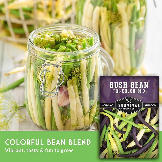 Tri Color Blend Bush Bean Seeds for Planting - Mix of Green, Yellow Wax, & Purple Beans with Stringless Pods - 3 Non-GMO Heirloom High Yield Varieties - Survival Garden Seeds (2 Packs)