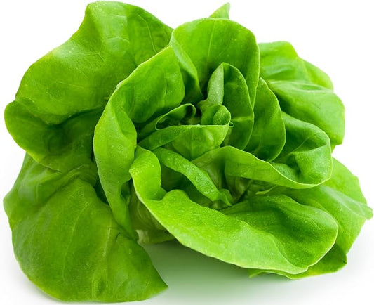 1000+ Tom Thumb Heirloom Lettuce Seeds - Non-GMO USA Grown - Miniature 5" Heads Butterhead Bibb Type Lettuce - Grows Indoors or Outdoors with Soil or Hydroponics
