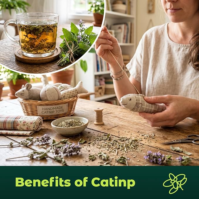 2300 Catnip Seeds for Planting Indoors & Outdoors - Premium Non-GMO Herb Cat Nip Plant Seeds, High Germination Rate - Grow Fresh Cat Grass