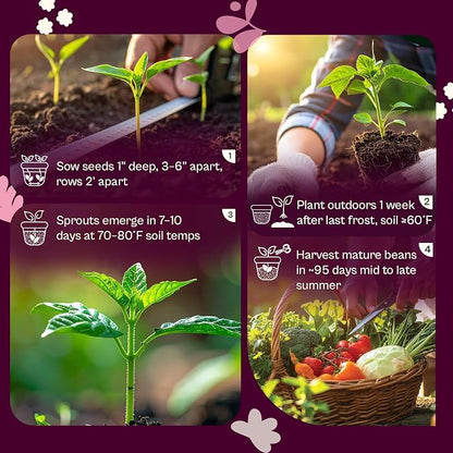 SVI 200 Rainbow Mixture Swiss Chard Seeds (Beta Vulgaris VAR. Cicla) - Five Color Silverbeet Chard, Colorful Stems, Non GMO Heirloom Seed - Perfect Vegetable Seeds in Seed Packets for Home Garden