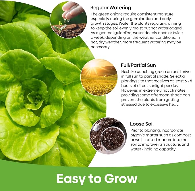 Groundio Buttercrunch Lettuce Seeds, Heirloom Non GMO Vegetable Seeds for Planting Outdoor, Indoor & Hydroponic, Garden Green Leaf Seeds for Salad