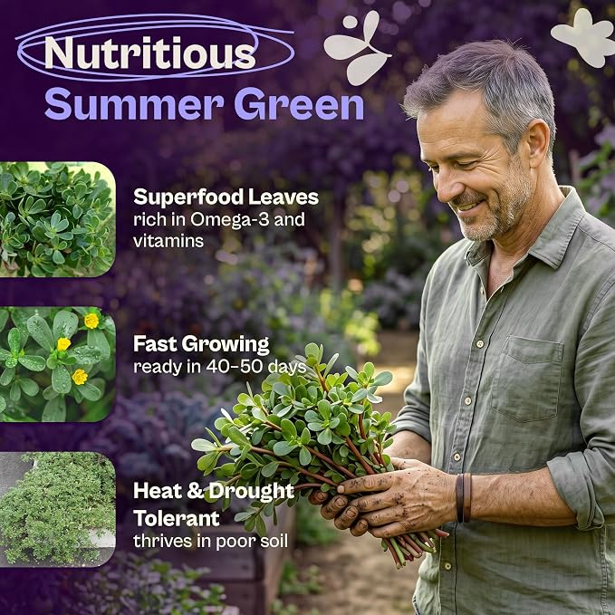 SVI 2500 Purslane Seeds (Portulaca oleracea) – Common Purslane, Verdolaga Seed Packets Bulk, Pigweed, Succulent Grow – Heat & Drought Tolerant Heirloom Herb Seeds, Indoor Herb Garden & Outdoor Garden