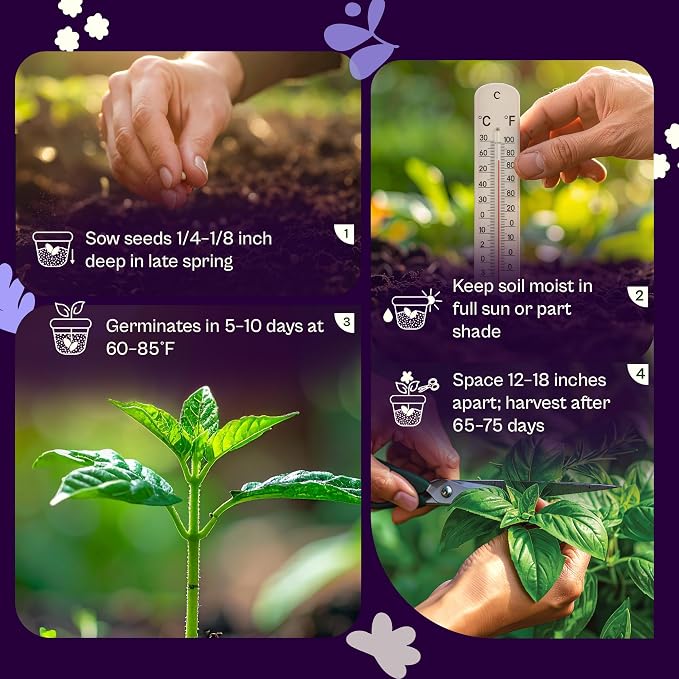SVI 900 Holy Basil Seeds (Ocimum Sanctum) – Sacred Krishna Tulsi Seed Packets, Fragrant, Edible Basil – Non GMO Heirloom Herb Seeds for Outdoor & Indoor Herb Garden